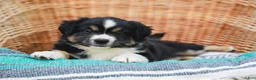 Miniature Australian Shepherd dogs for sale: Winnie - Ad 5