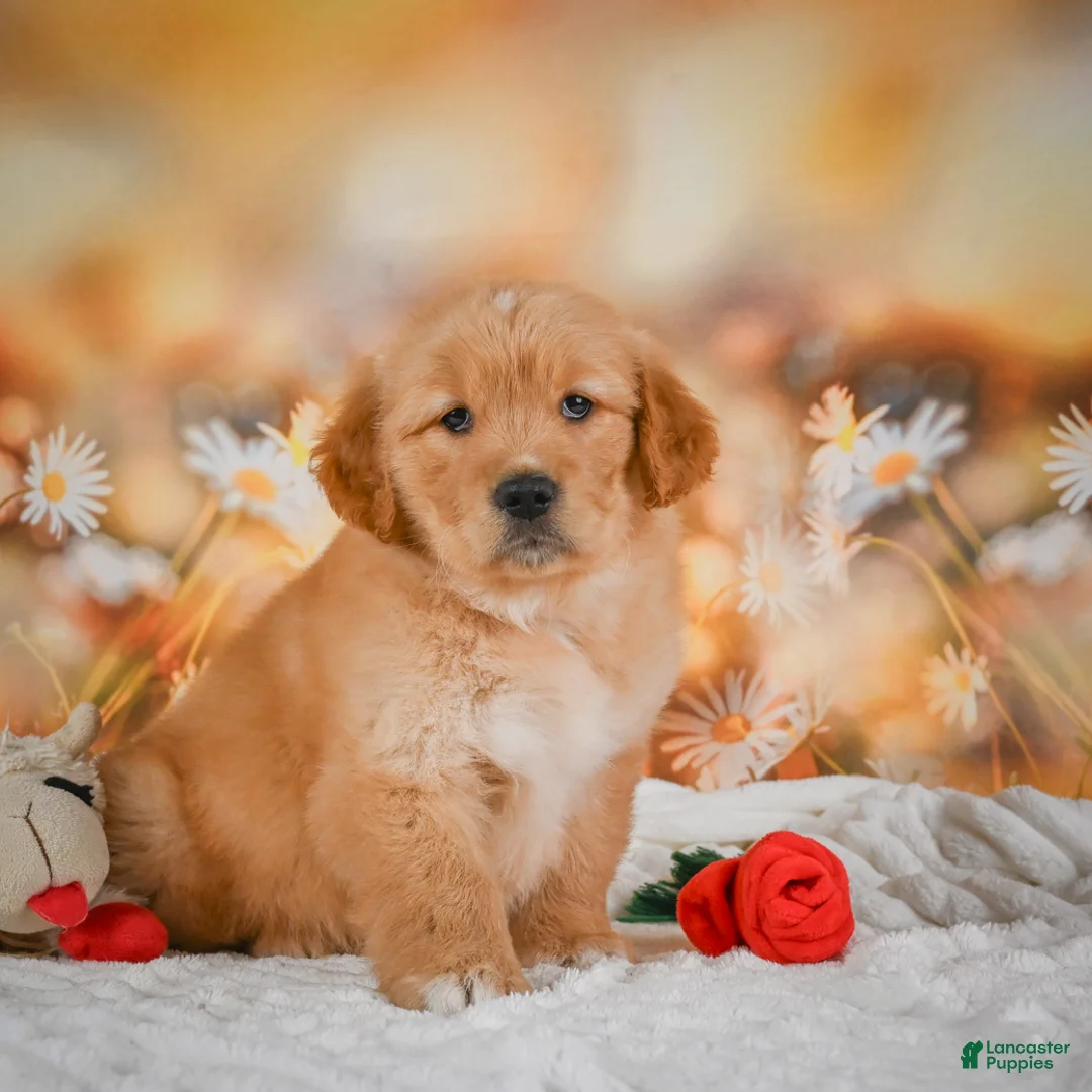 Golden Retriever dogs for sale: Rosie - Ad 1