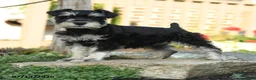 Miniature Schnauzer dogs for sale: Landon - Ad 3