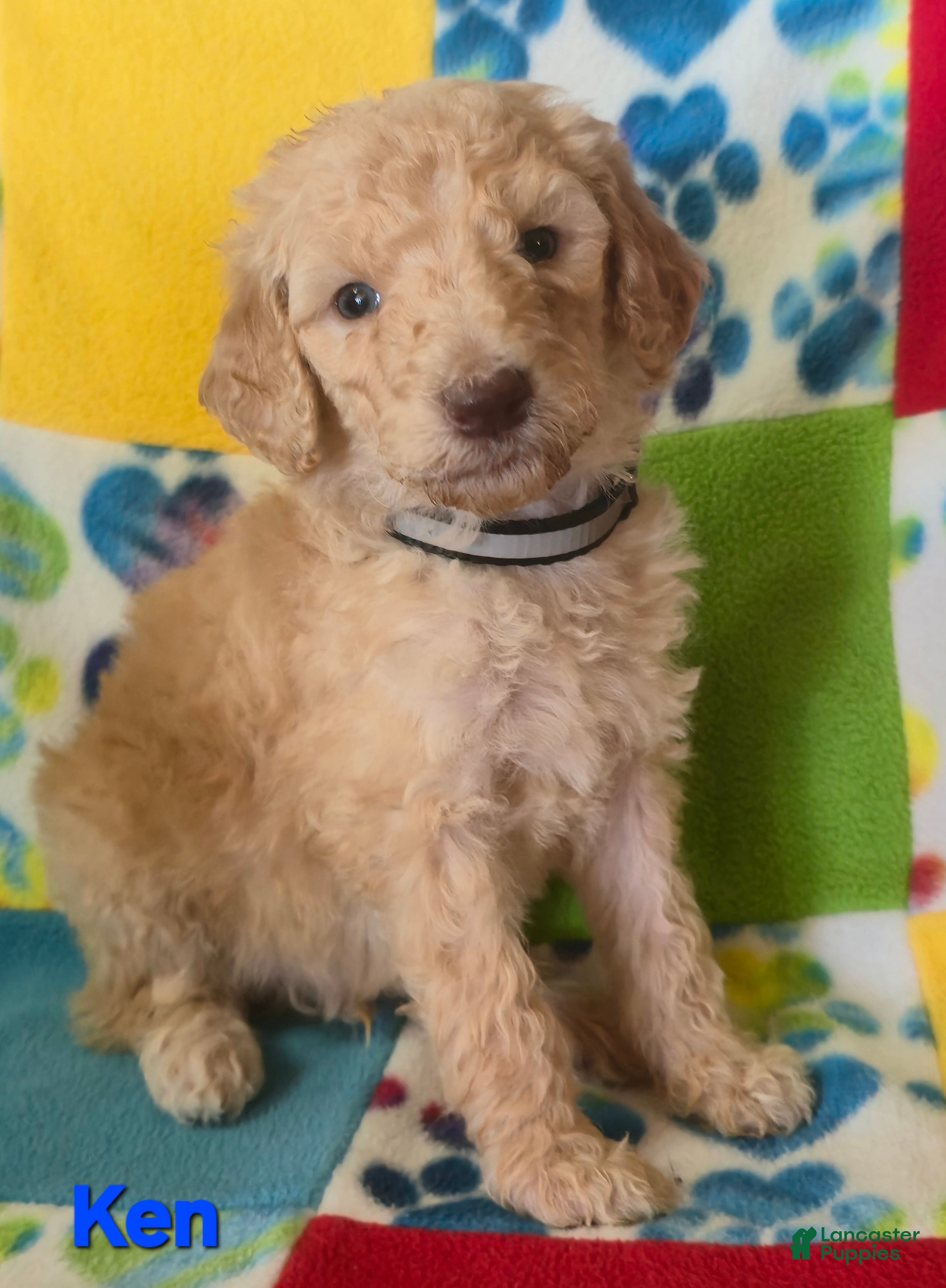 Standard Poodle dogs Ken - Ad 7