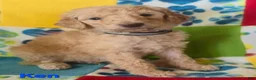 Standard Poodle dogs for sale: Ken - Ad 1