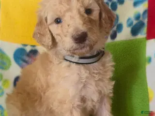 Standard Poodle dogs Ken - Ad 7