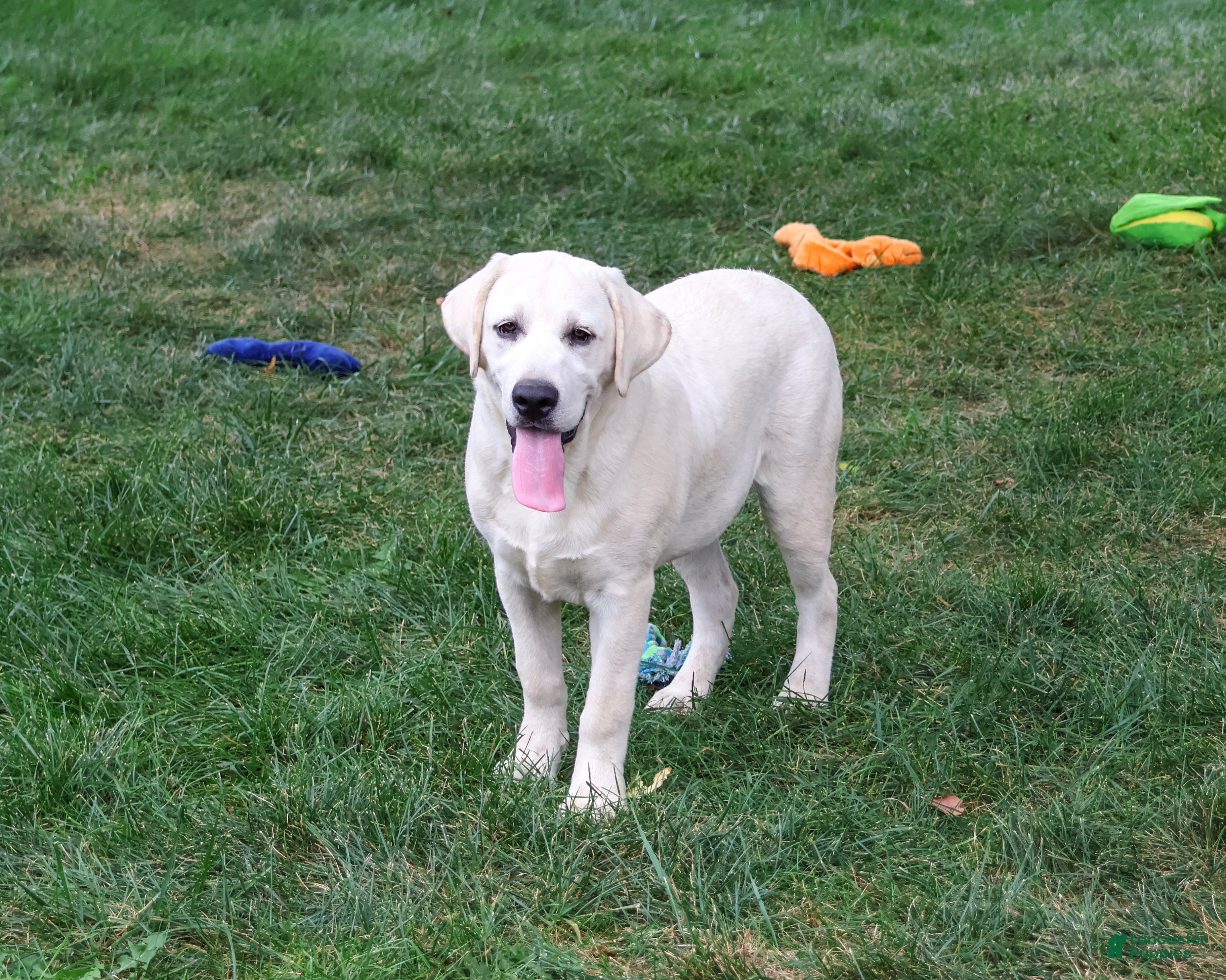 Labrador Retriever dogs Percival - Ad 1