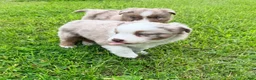Australian Shepherd dogs for sale: Maple - Ad 5