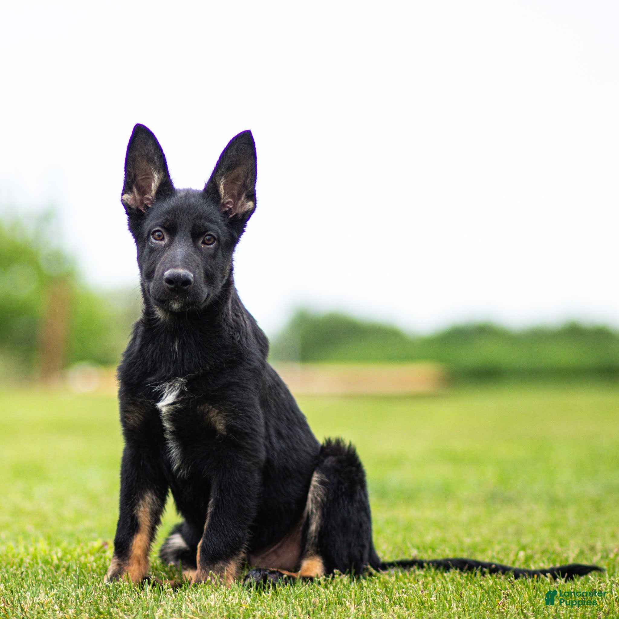 German Shepherd dogs Shane German Shepherd Puppy  - Ad 1