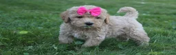 Mini Goldendoodle dogs for sale: Daisy 🎀 - Ad 5