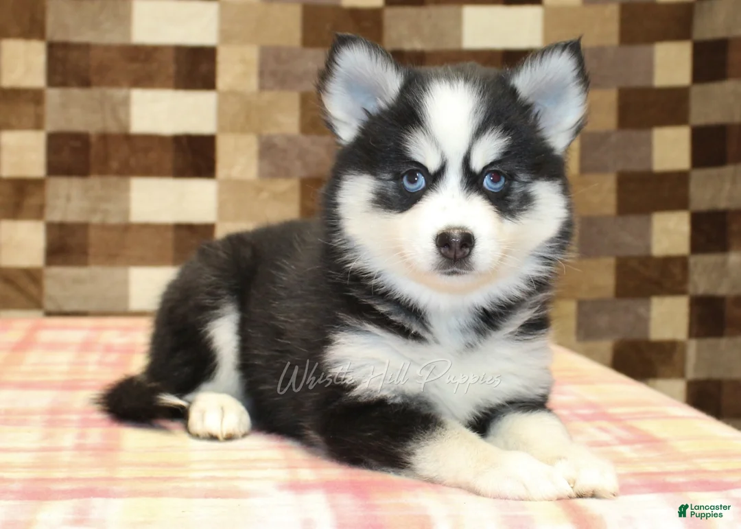 Pomsky dogs for sale: Buttons - Ad 2