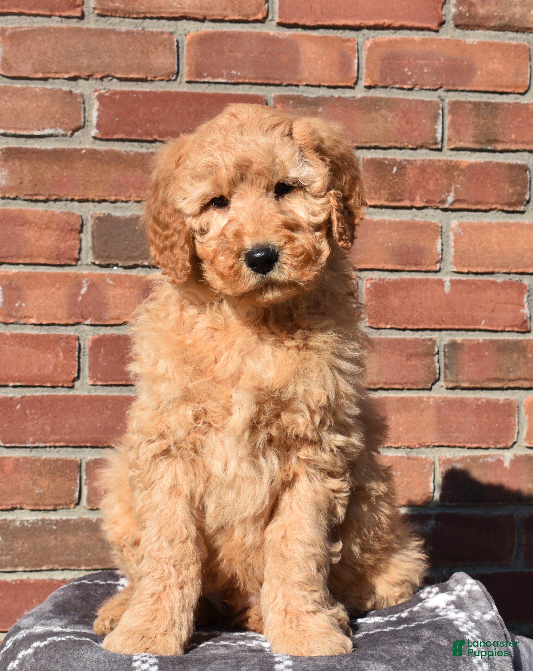 Goldendoodle dogs Jaxson - Ad 37