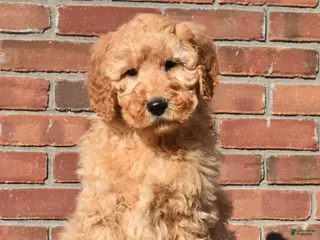 Goldendoodle dogs Jaxson - Ad 37