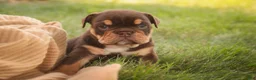 English Bulldog dogs for sale: Stella English Bulldog  - Ad 4