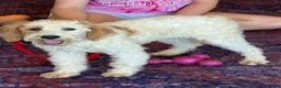 Labradoodle dogs for sale: Patty - Ad 2