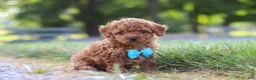 Cavapoo dogs for sale: Nash - Ad 3