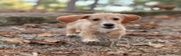 Dachshund dogs for sale: Margaret - Ad 4