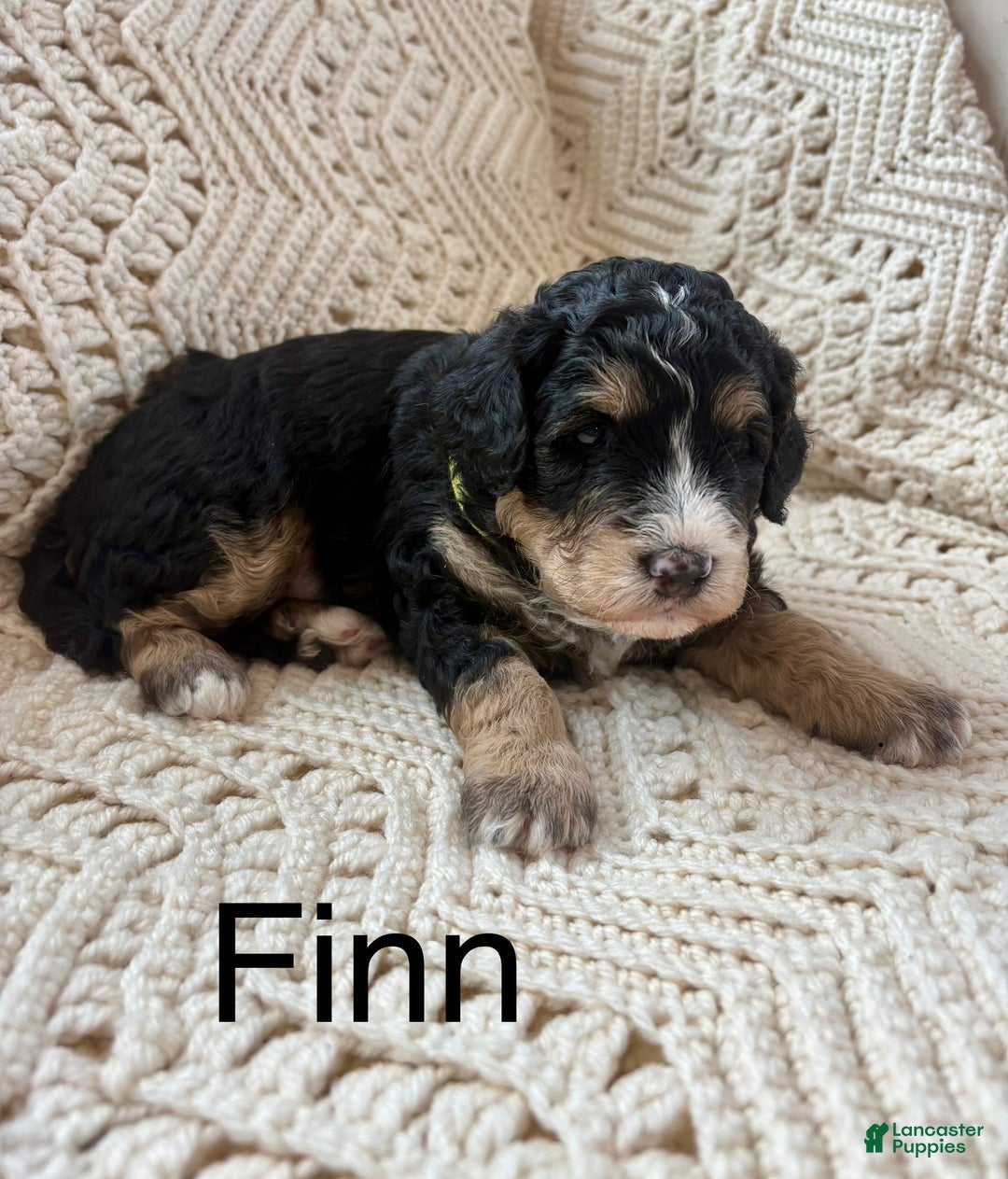 Mini Bernedoodle dogs for sale: Mini Bernedoodle Puppy 3 - Ad 1