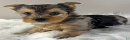 Yorkshire Terrier dogs for sale: Maverick  - Ad 2