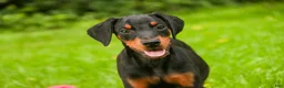 Doberman Pinscher dogs for sale: Elowen - Ad 6