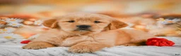 Golden Retriever dogs for sale: Willow - Ad 7