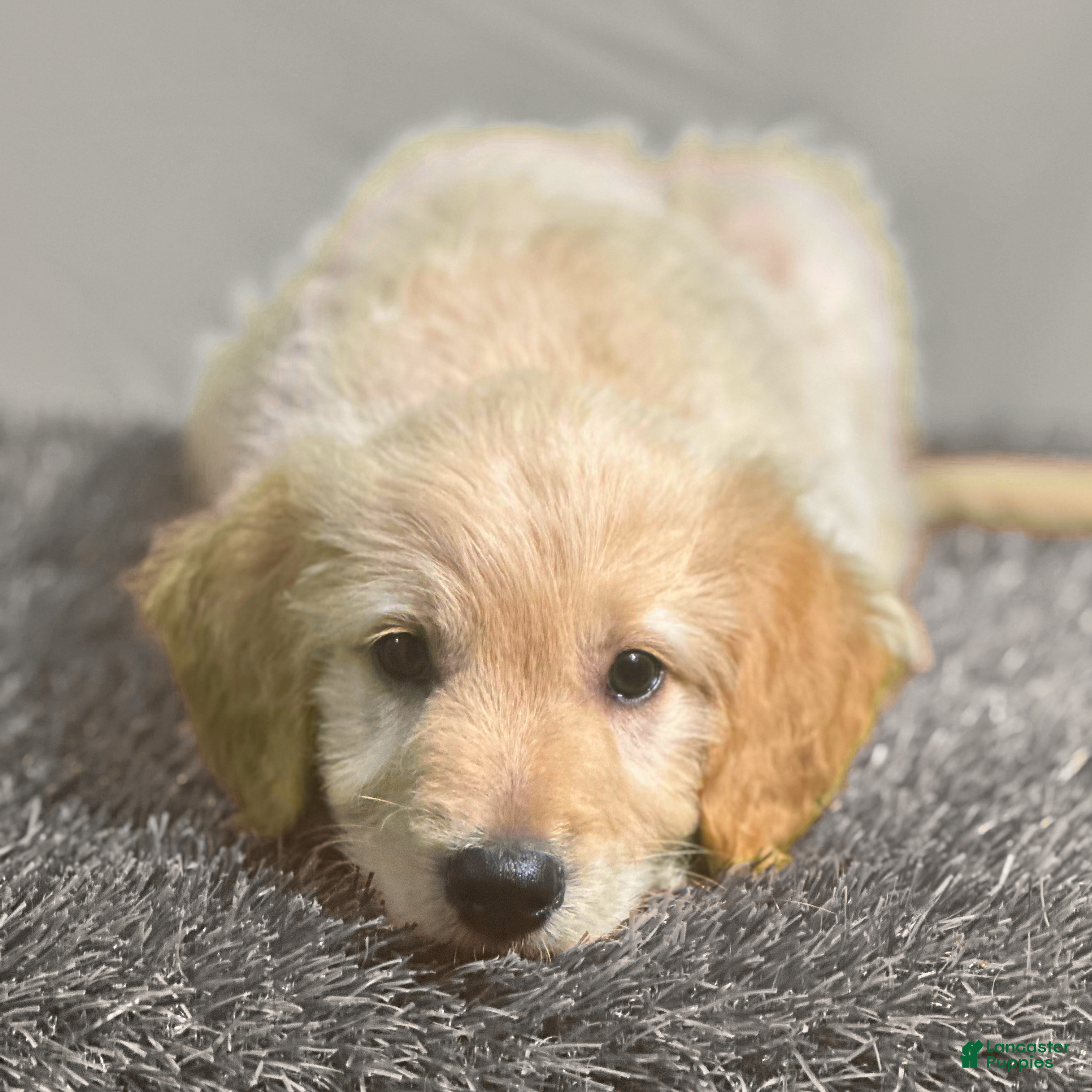 Goldendoodle dogs Obi-Wan Kenobi - F1 Standard Goldendoodle - Ad 1