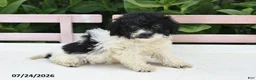Teddy Bear dogs for sale: Ashley - Ad 3