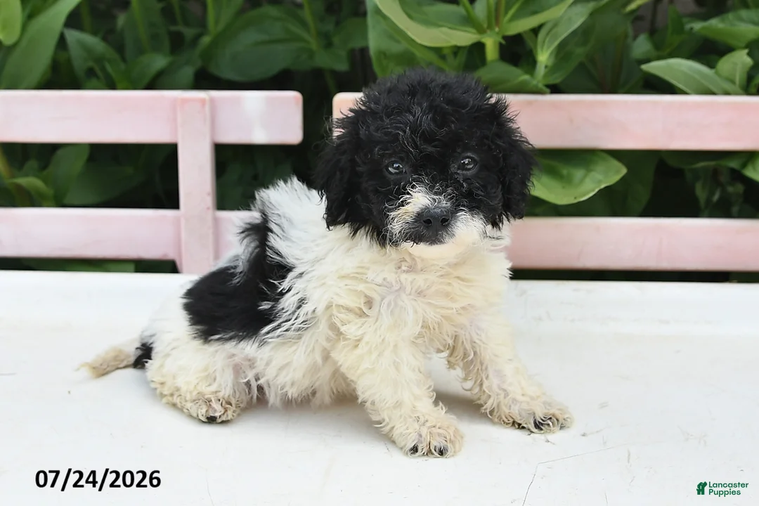 Teddy Bear dogs for sale: Ashley - Ad 3