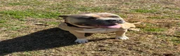 American Bully dogs for sale: American Bully Puppy 3 - Ad 4