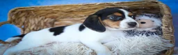 Beagle dogs for sale: Ollie Belle - Ad 11