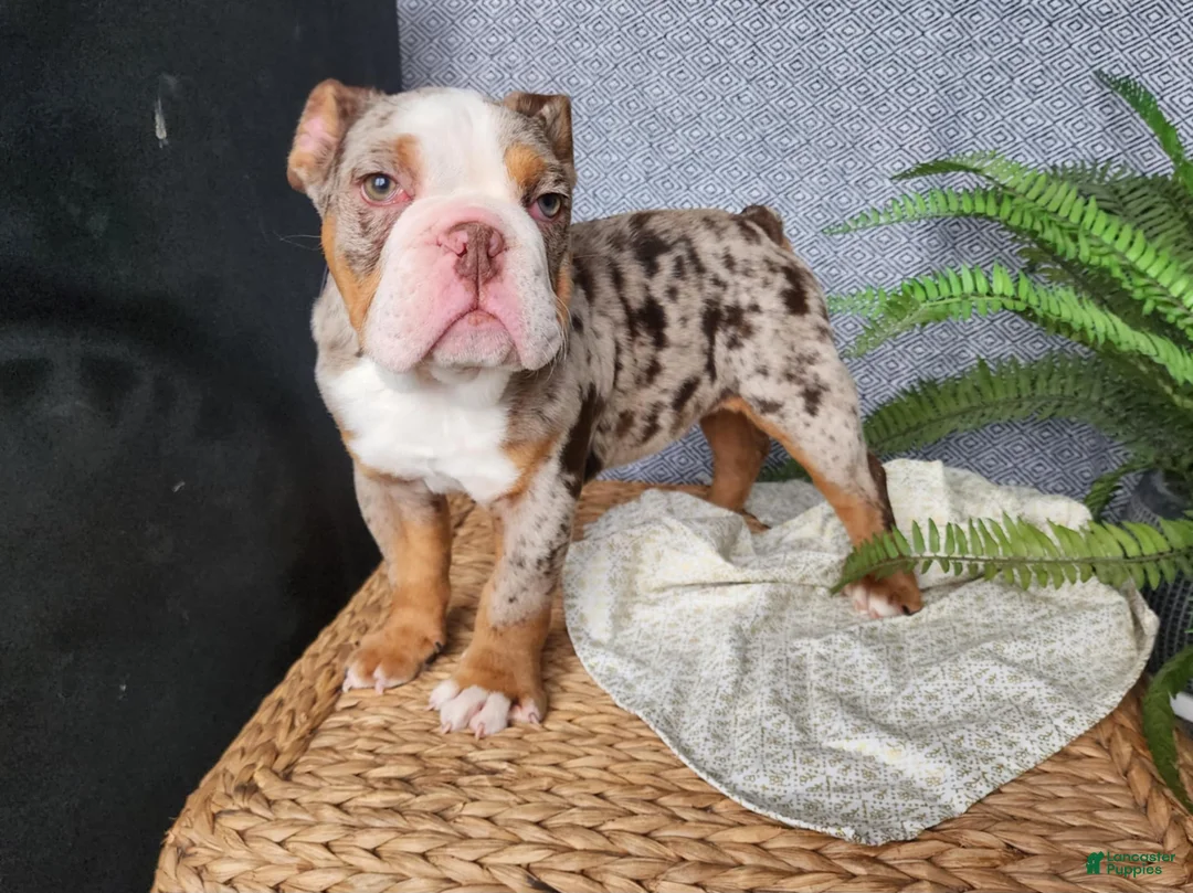 English Bulldog dogs for sale: Fletch - Ad 3