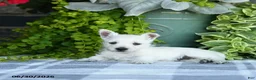 West Highland Terrier dogs for sale: Angalyn - Ad 4