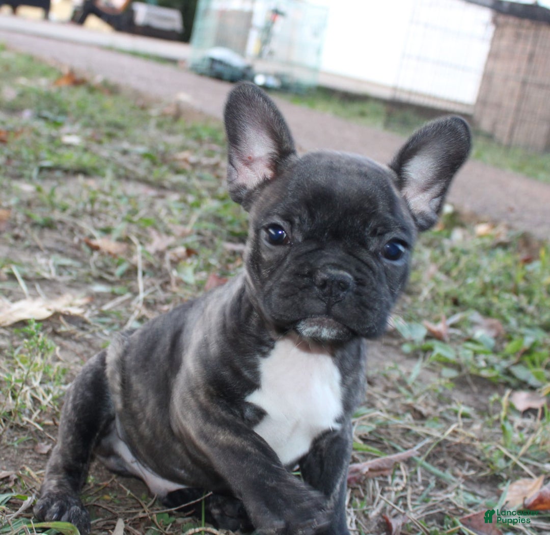 Gallery Image {{count}}