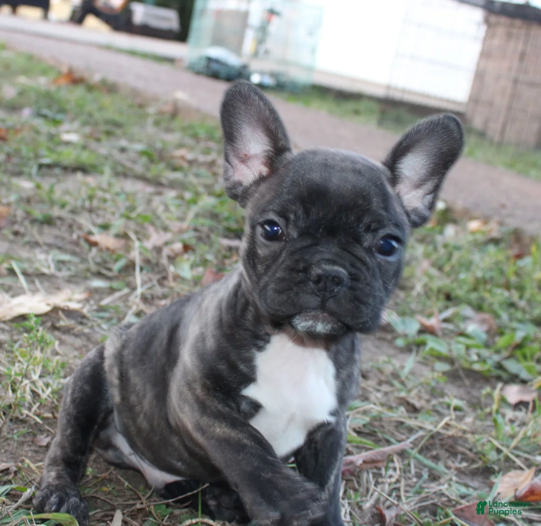 Gallery Image {{count}}