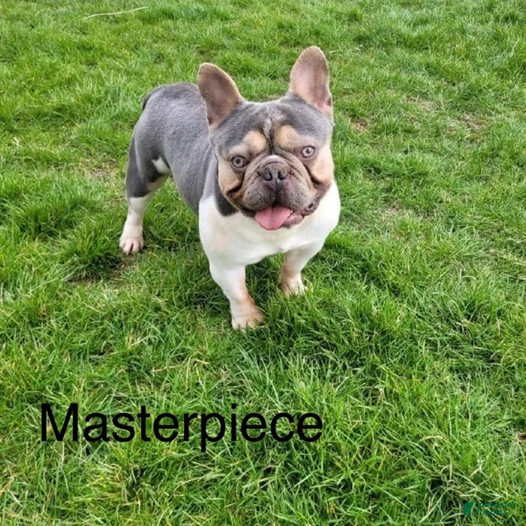 French Bulldog dogs for sale: Checkers - Ad 8