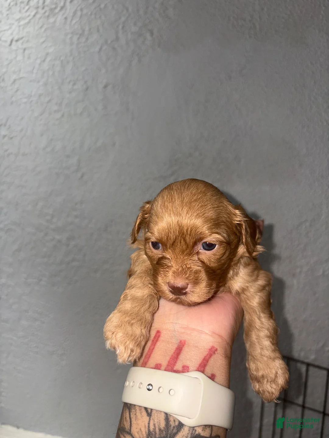 Shihpoo dogs for sale: Leo  - Ad 2