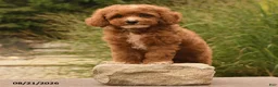 Cockapoo dogs for sale: Opal - Ad 4