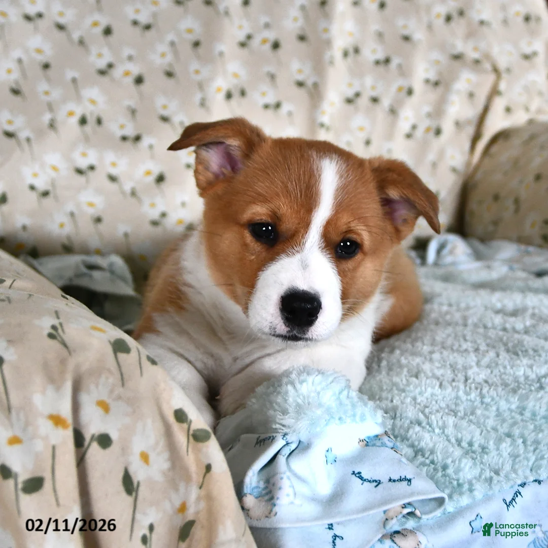 Welsh Corgi Pembroke dogs for sale: Milo - Ad 2