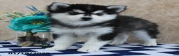 Pomsky dogs for sale: Celia - Ad 5