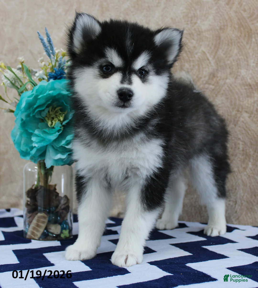 Pomsky dogs for sale: Celia - Ad 5