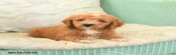 Cavapoo dogs for sale: Felix - Ad 4