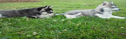 Siberian Husky dogs for sale: Siberian Husky 4 - Ad 3