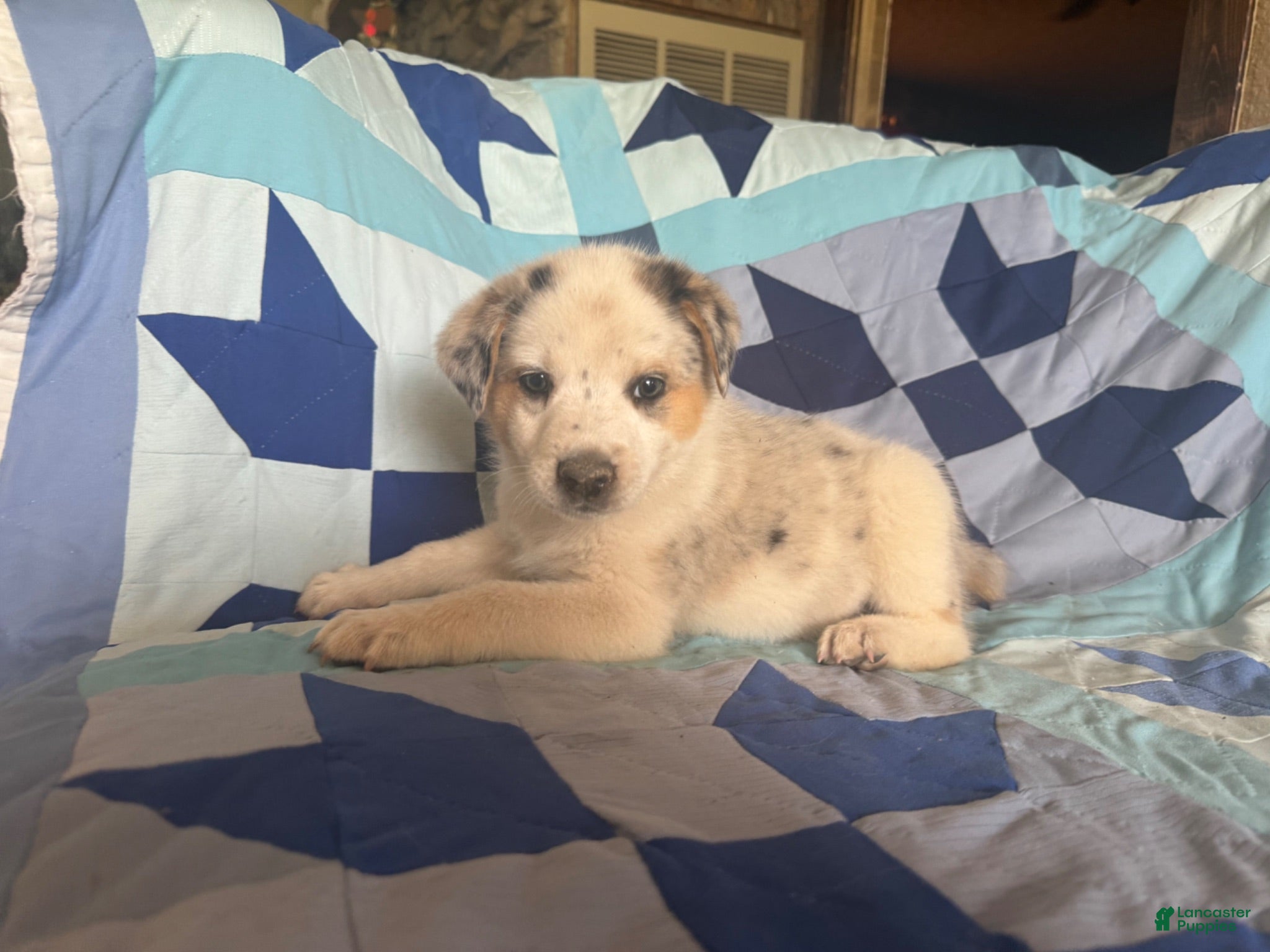 Mixed Breed dogs Female #1 - Ad 20