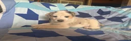 Mixed Breed dogs for sale: Female #1 - Ad 1