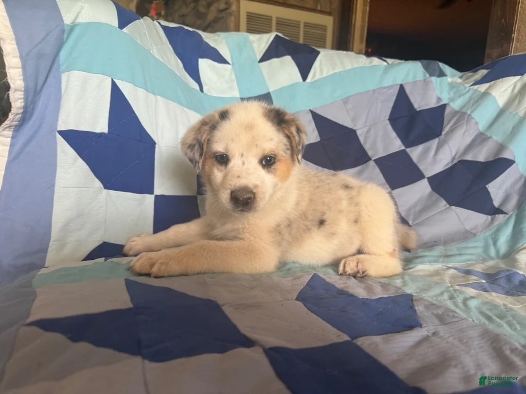 Mixed Breed dogs for sale: Female #1 - Ad 1