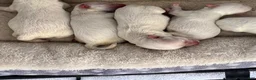 Maltese dogs for sale: Cookie - Ad 1