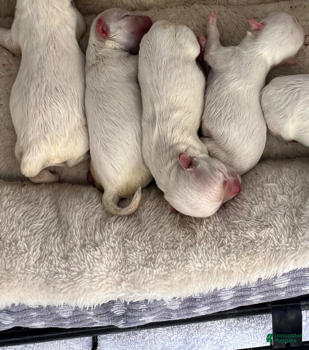 Maltese dogs for sale: Cookie - Ad 1
