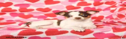 Chihuahua dogs for sale: Peanut  - Ad 3