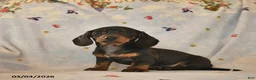 Dachshund dogs for sale: Blossom  - Ad 2