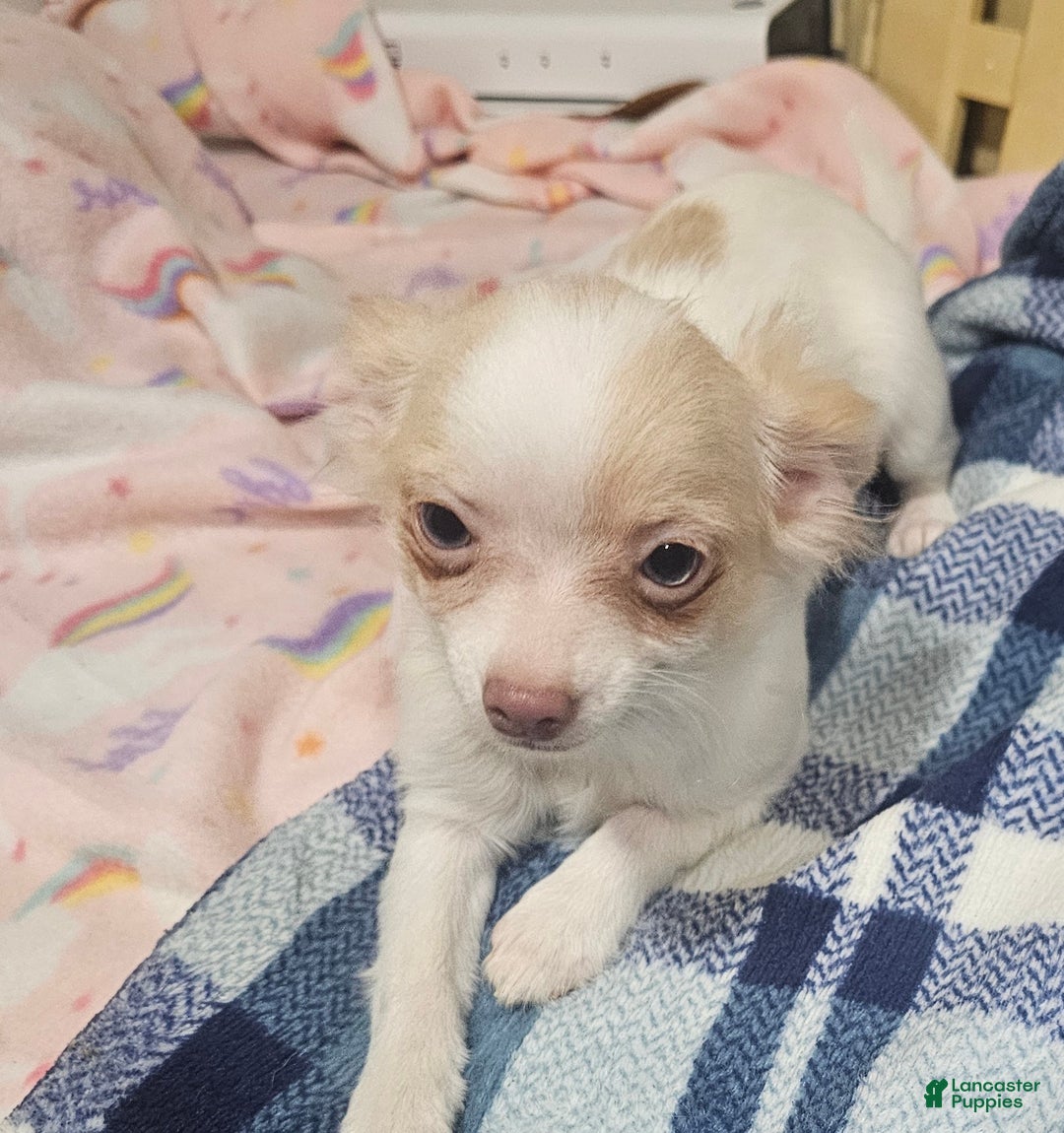 Chihuahua dogs for sale: Prissy - Ad 7
