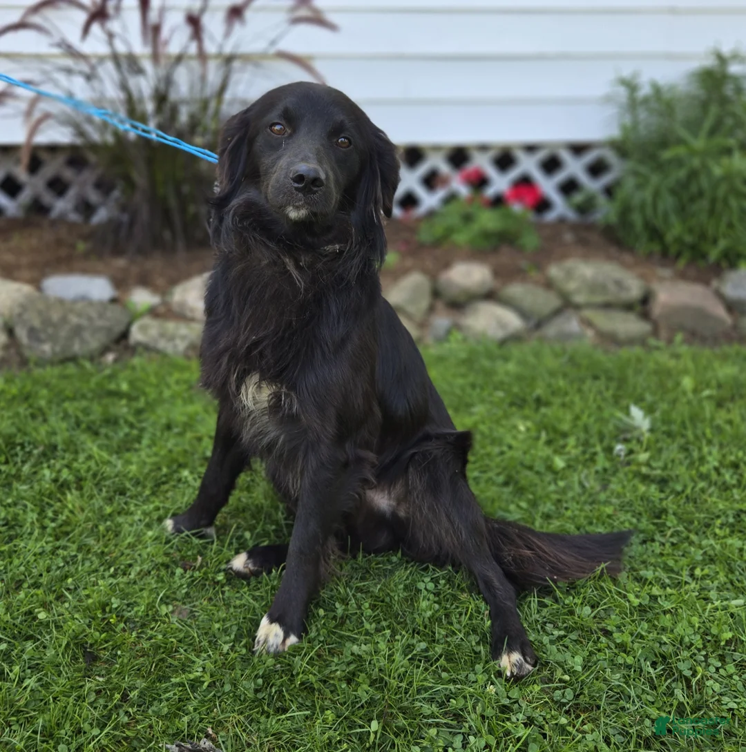 Mixed Breed dogs for sale: Trigger - Ad 1
