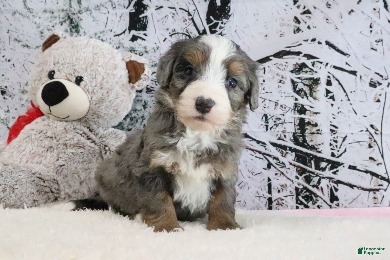 Bernedoodle dogs Silas - Ad 40