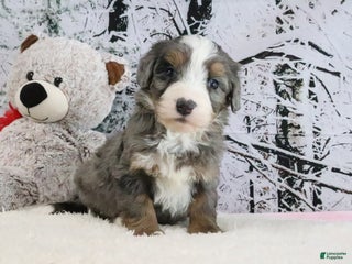 Bernedoodle dogs Silas - Ad 40