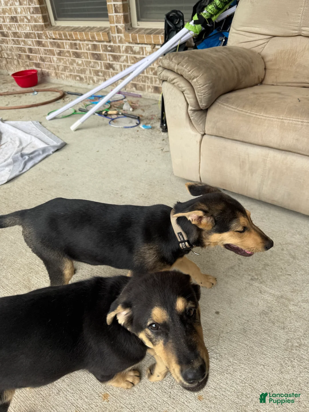 Sheprador dogs for sale: Sheprador Puppy 2 - Ad 2